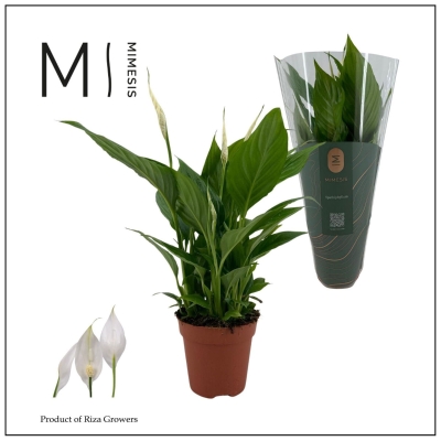 Peace Lily