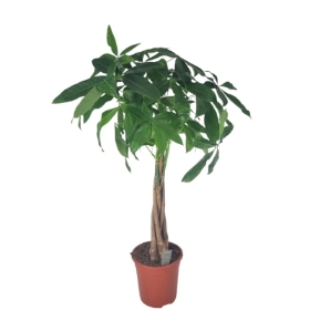 Money Tree (Pachira Aquatica)
