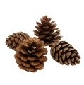 Pine Cones